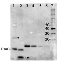 PsaC | PSI positive control/quantitation standard in the group Antibodies for Plant/Algal  / Photosynthesis  / Protein standards-quantitation at Agrisera AB (Antibodies for research) (AS04 042S)